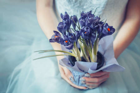 fresh flowers crocuses in the bride's handの写真素材