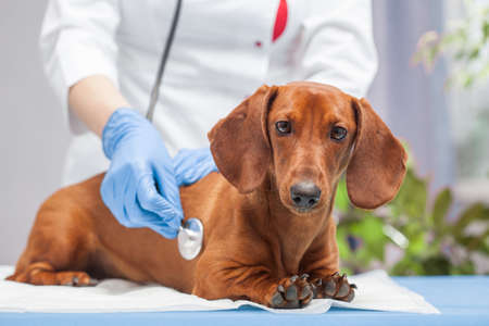 The woman veterinarian listens to the dachshund dog with a stethoscope.の写真素材