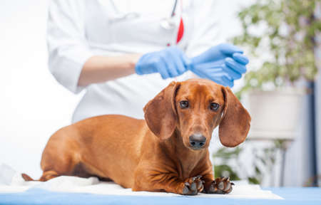 female doctor examines a dachshund dog in a veterinary clinic. medicine for petsの写真素材