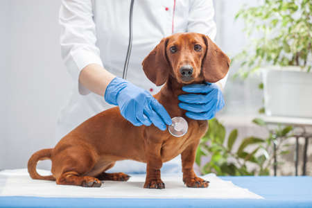 The woman veterinarian listens to the dachshund dog with a stethoscope.の写真素材