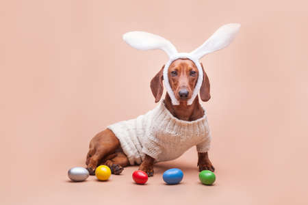 funny dachshund in a knitted sweater on a beige background with white rabbit ears and colored eggs. Easter concept, studio photoの写真素材