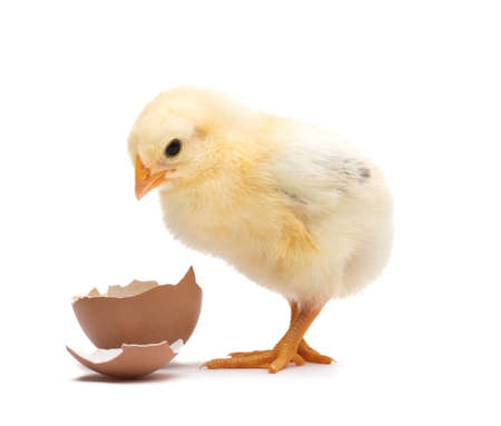 Little chick with egg shell isolated on white backgroundの写真素材