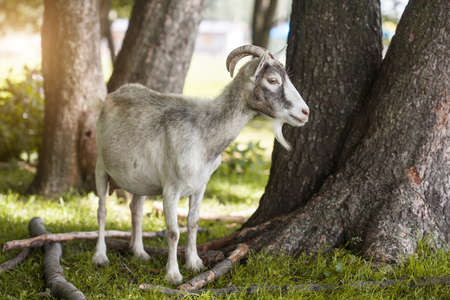 domestic goat grazes on a forest country farmの写真素材