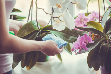 Woman caring for potted flowers on a windowsill. Orchid bloom. wateringの写真素材