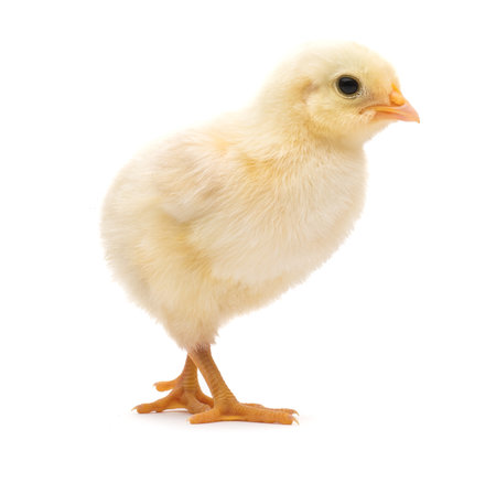 Cute little chick isolated on white backgroundの写真素材