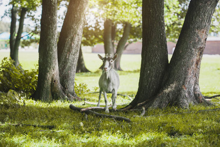domestic goat grazes on a forest country farm Farm animal portrait.の写真素材