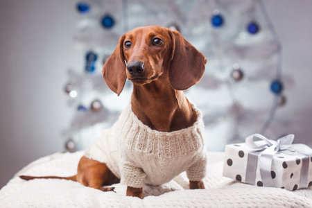 elegant dachshund in a white sweater near the gifts under the New Year treeの写真素材