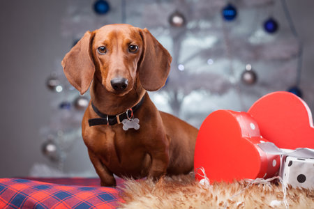 elegant dachshund near the gifts under the New Year treeの写真素材