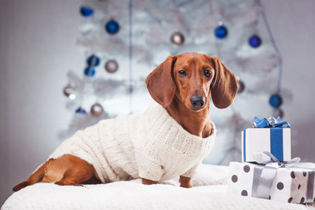 elegant dachshund in a white sweater near the gifts under the New Year treeの写真素材