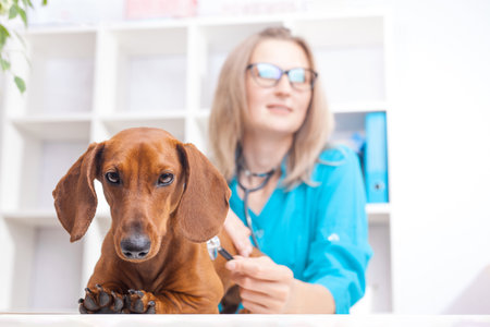 veterinarian woman doctor examines a dachshund dog in a veterinary clinic. medicine for petsの写真素材