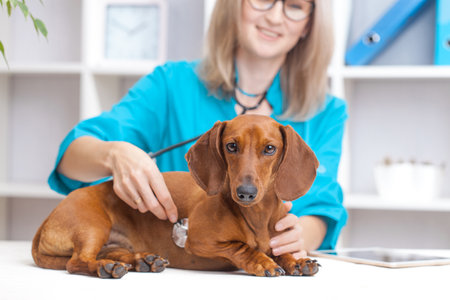 veterinarian woman doctor examines a dachshund dog in a veterinary clinic. medicine for petsの写真素材