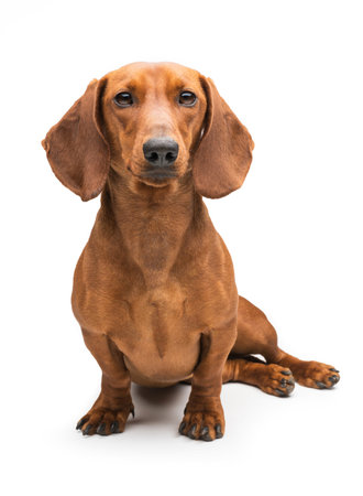 red dachshund dog isolated over white background.の写真素材