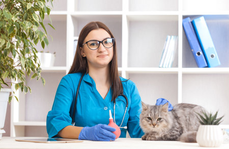 woman doctor examines a gray cat in a veterinary clinic. medicine for petsの写真素材