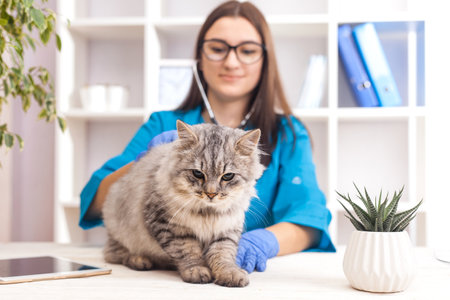 woman doctor examines a gray cat in a veterinary clinic. medicine for pets. Selective focusの写真素材