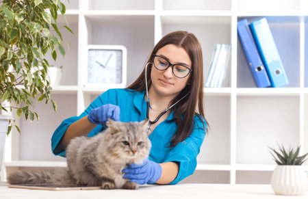 woman doctor examines a gray cat in a veterinary clinic. medicine for petsの写真素材