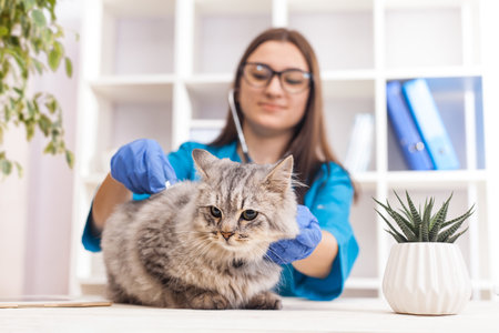 woman doctor examines a gray cat in a veterinary clinic. medicine for pets. Selective focusの写真素材