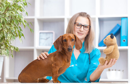veterinarian woman doctor examines a dachshund dog in a veterinary clinic. medicine for petsの写真素材