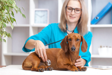 veterinarian woman doctor examines a dachshund dog in a veterinary clinic. medicine for petsの写真素材