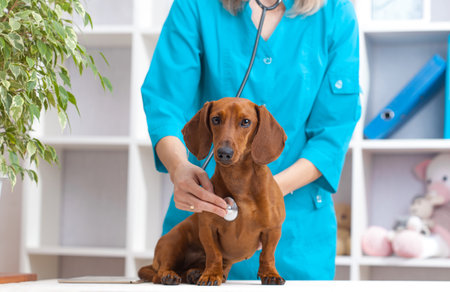 veterinarian woman doctor examines a dachshund dog in a veterinary clinic. medicine for petsの写真素材