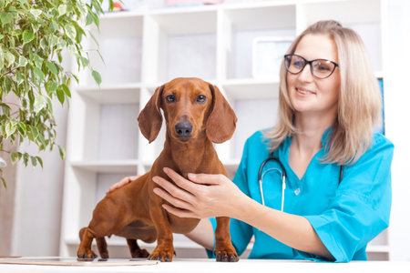 veterinarian woman doctor examines a dachshund dog in a veterinary clinic. medicine for petsの写真素材