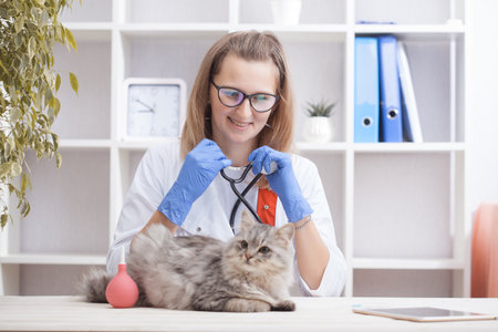 woman doctor examines a gray cat in a veterinary clinic. medicine for petsの写真素材