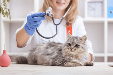woman doctor examines a gray cat in a veterinary clinic. medicine for pets