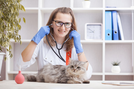 The woman veterinarian doctor listens to a gray cat with a stethoscope. medicine for petsの写真素材