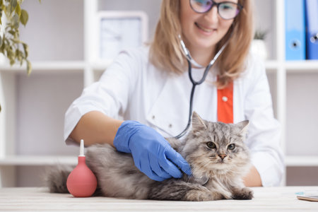 The woman veterinarian doctor listens to a gray cat with a stethoscope. medicine for petsの写真素材