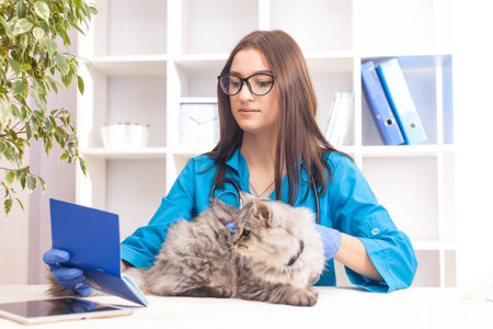woman doctor examines a gray cat in a veterinary clinic. medicine for pets. Selective focusの写真素材