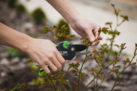 spring pruning of the garden, care of trees and bushes. Hand with secateursの写真素材