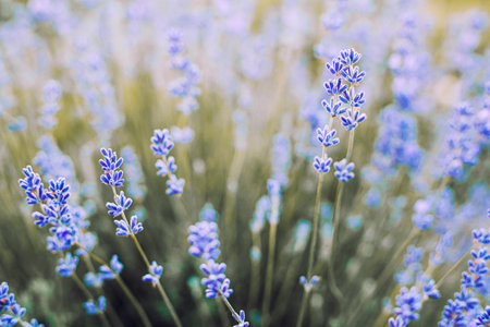 Selective focus on purple lavender flowers on blur background. Lavender field under the sunset in summer Pastel color background.の写真素材