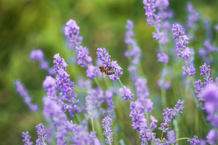 Honey bee pollinates lavender flowers. Plant decay with insects., sunny lavender. Lavender flowers in field. Soft focus, Close-up macro image wit blurred background.の写真素材