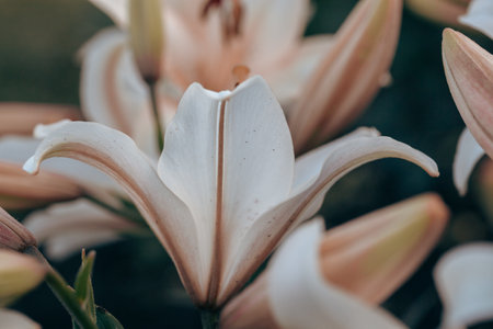 white lilies macro photography in summer day. Beauty garden lily with white petals close up garden photography. Lilium plant floral wallpaper on a green background.の写真素材