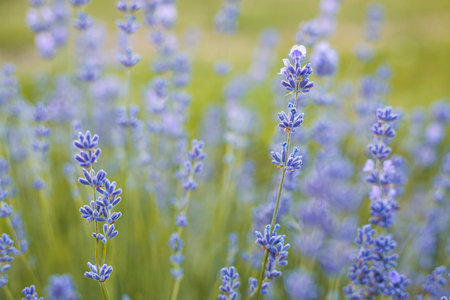 Selective focus on purple lavender flowers on blur background. Lavender field under the sunset in summer Pastel color background.の写真素材