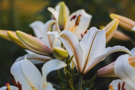 white lilies macro photography in summer day. Beauty garden lily with white petals close up garden photography. Lilium plant floral wallpaper on a green background.の写真素材