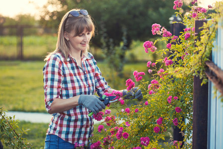 Happy woman gardening and pruning rose bush with garden shearsの写真素材