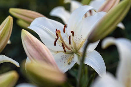 white lilies macro photography in summer day. Beauty garden lily with white petals close up garden photography. Lilium plant floral wallpaper on a green background.の写真素材