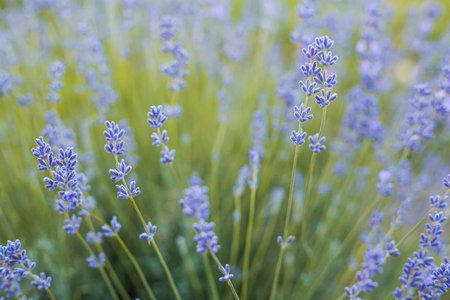Selective focus on purple lavender flowers on blur background. Lavender field under the sunset in summer Pastel color background.の写真素材