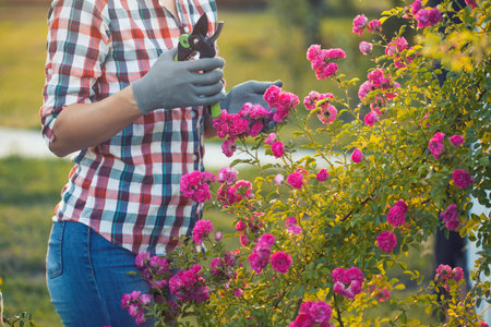 woman gardening and pruning rose bush with garden shears in the rays of the summer sunの写真素材
