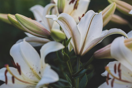 white lilies macro photography in summer day. Beauty garden lily with white petals close up garden...