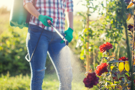 Young woman in a green backpack with a pressure garden sprayer spraying flowers against diseases and pestsの写真素材