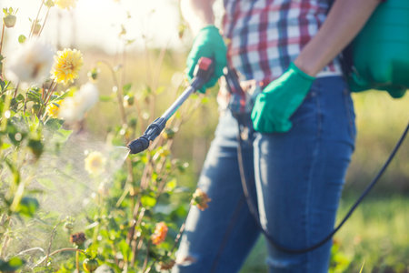 Young woman in a green backpack with a pressure garden sprayer spraying flowers against diseases and pestsの写真素材