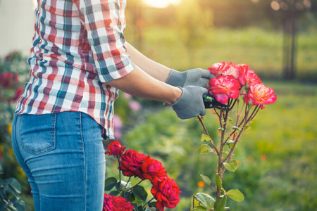 gardener prunes diseased and withered roses in the garden with secateurs in the rays of the summer sunの写真素材