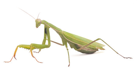 Mantis green isolated on white background. Mantodea from tropical natureの写真素材