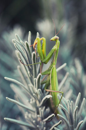 Female European Mantis or Praying Mantis, Mantis religiosa, on leafの写真素材