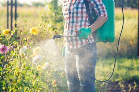 Young woman in a green backpack with a pressure garden sprayer spraying flowers against diseases and pestsの写真素材