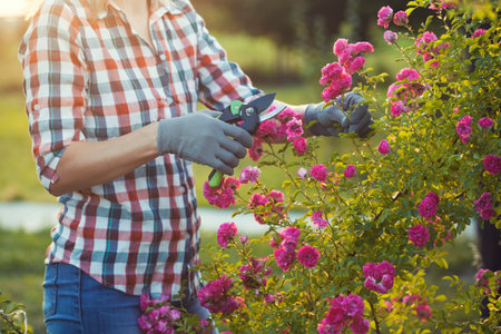 woman gardening and pruning rose bush with garden shearsの写真素材