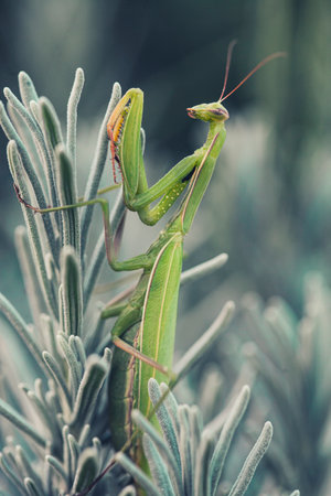 Female European Mantis or Praying Mantis, on leafの写真素材
