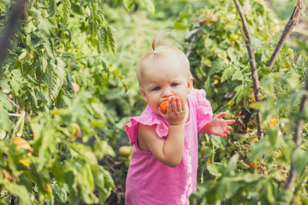 cute baby eating tomato in garden, carefree childhoodの写真素材