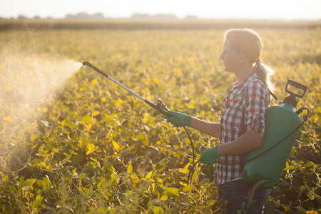 Young woman in a green backpack with a pressure garden sprayer spraying soybeans against diseases and pestsの写真素材